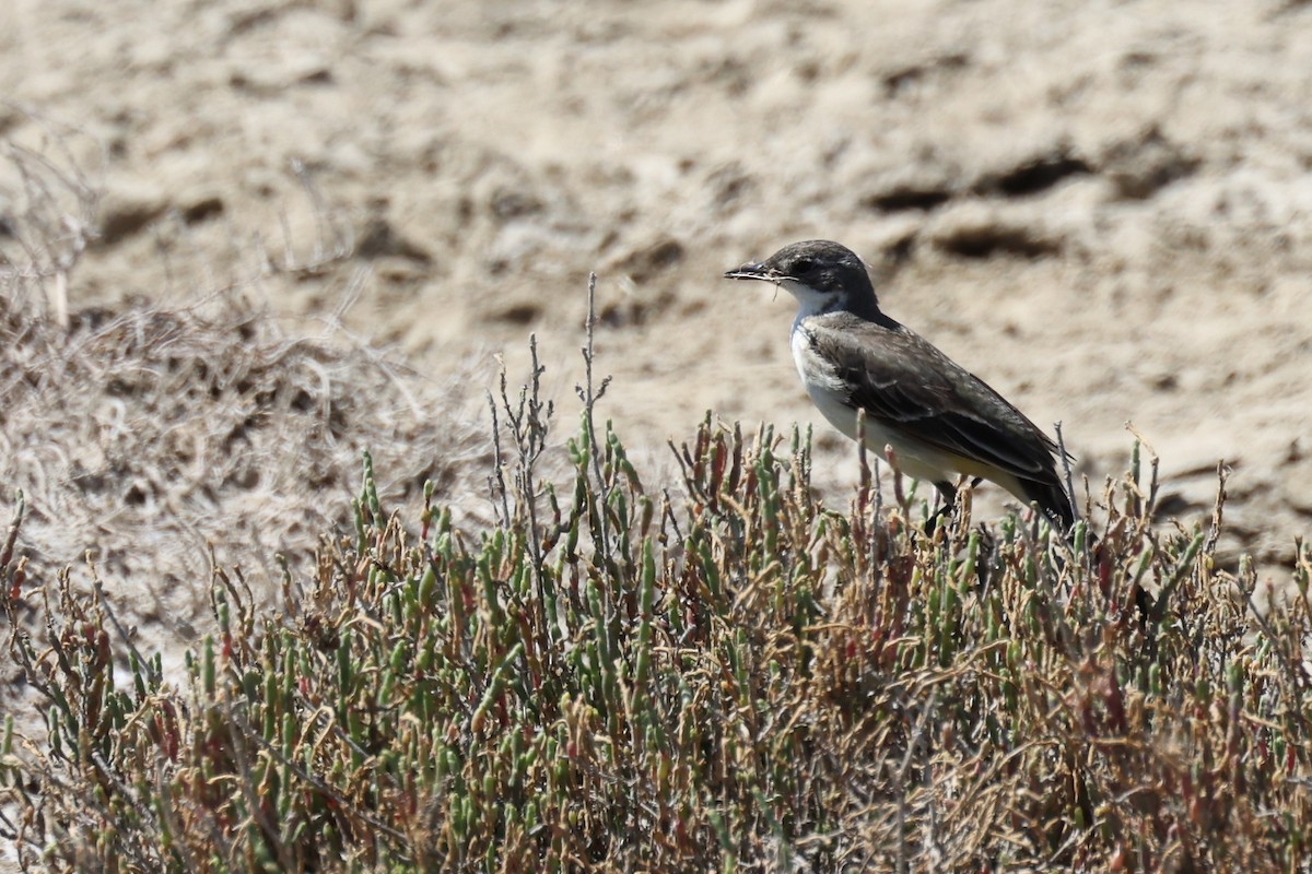 Western Yellow Wagtail - ML620438528