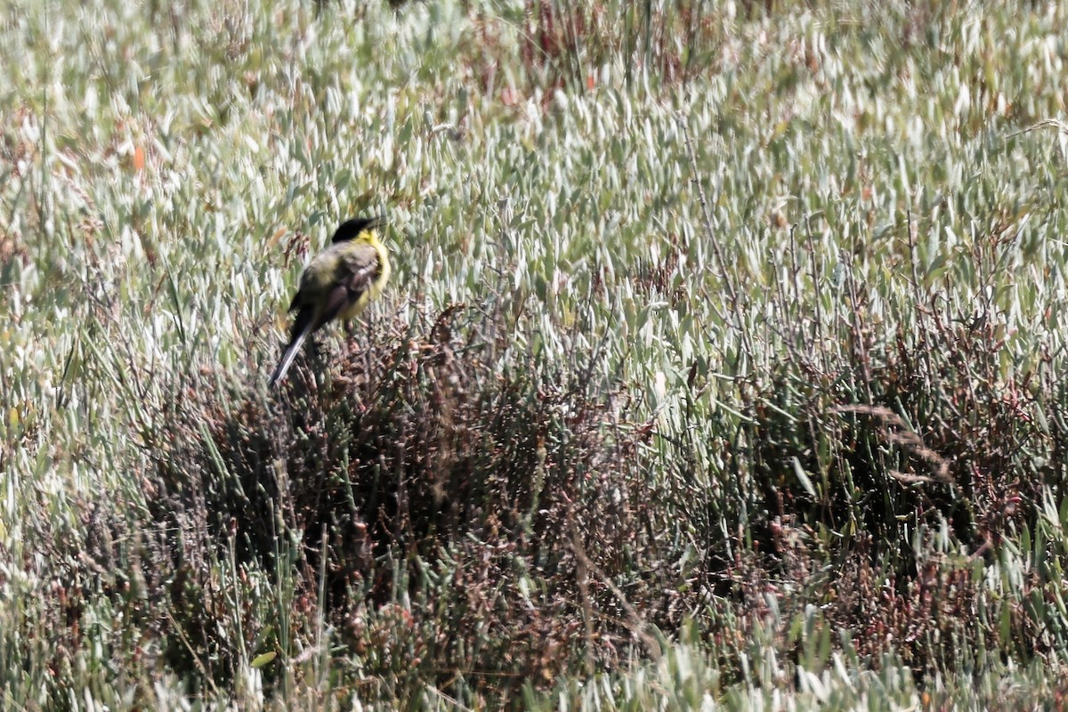 Western Yellow Wagtail - ML620438530