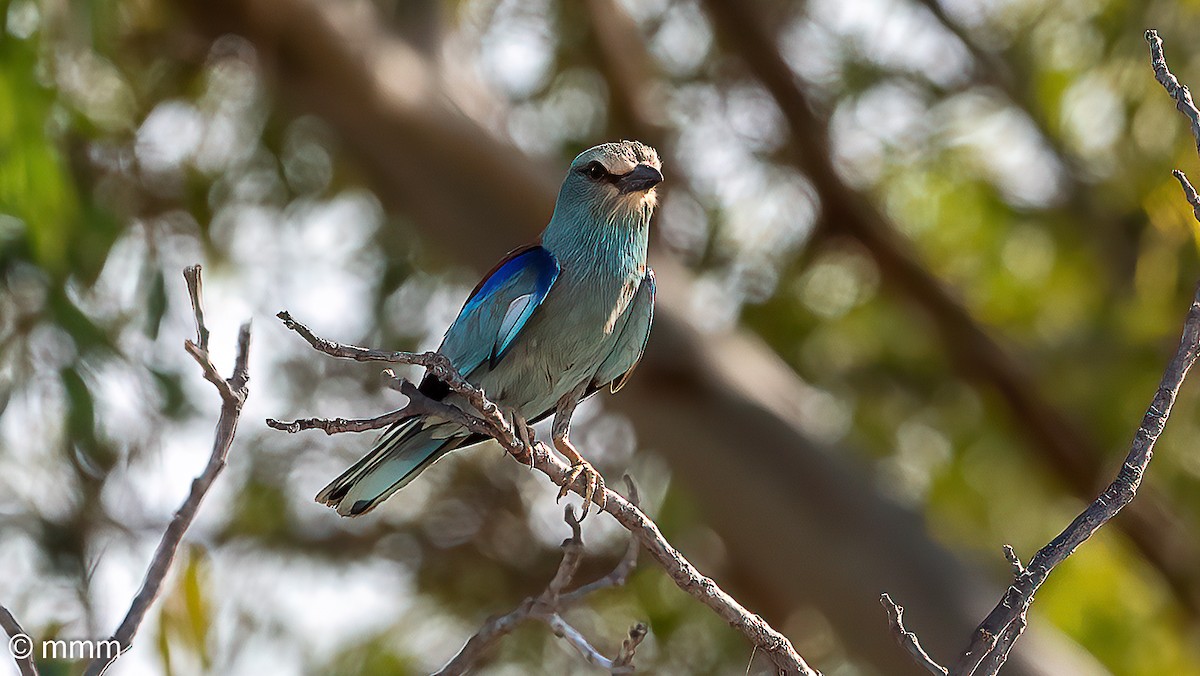 European Roller - ML620438538