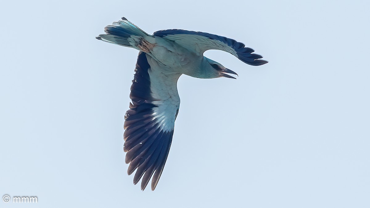 European Roller - ML620438539