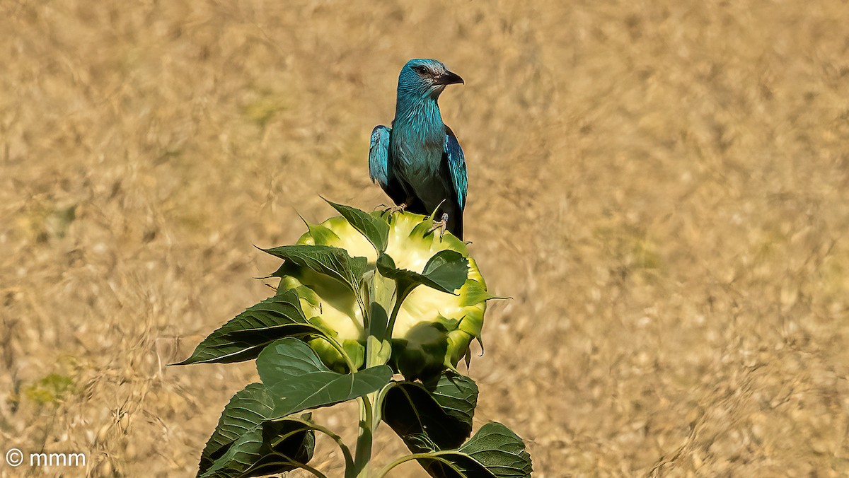 European Roller - ML620438542