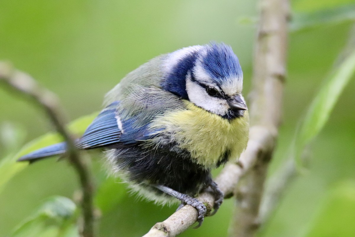 Eurasian Blue Tit - ML620438544