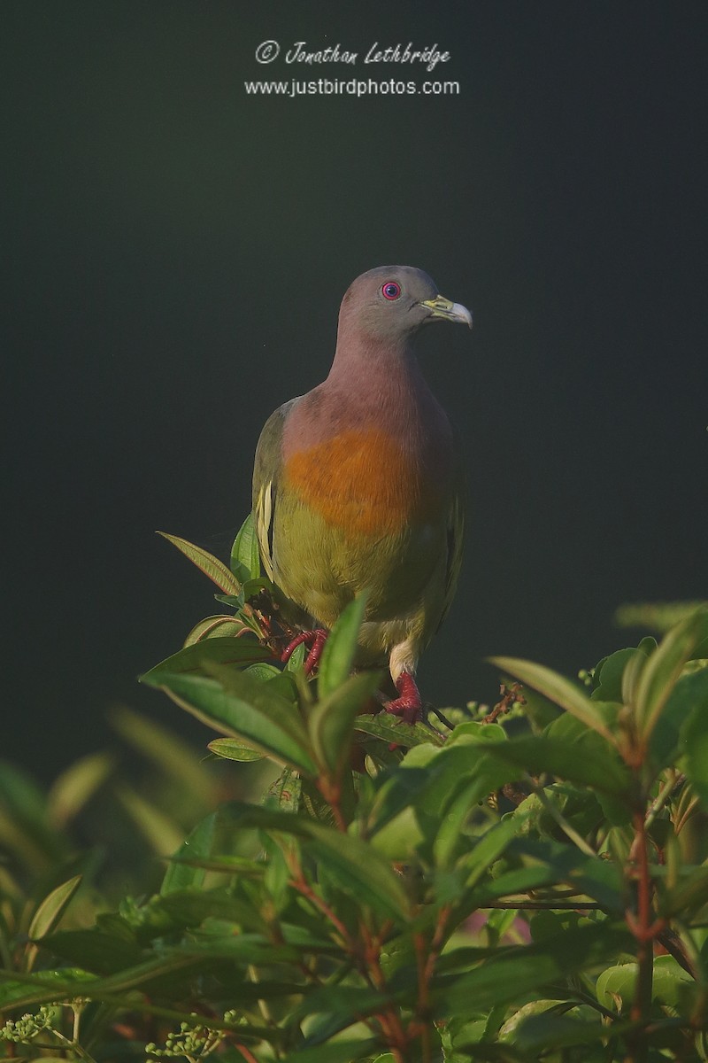 Pink-necked Green-Pigeon - ML620438548