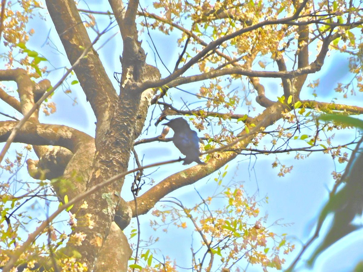 Bronzed Drongo - ML620438549