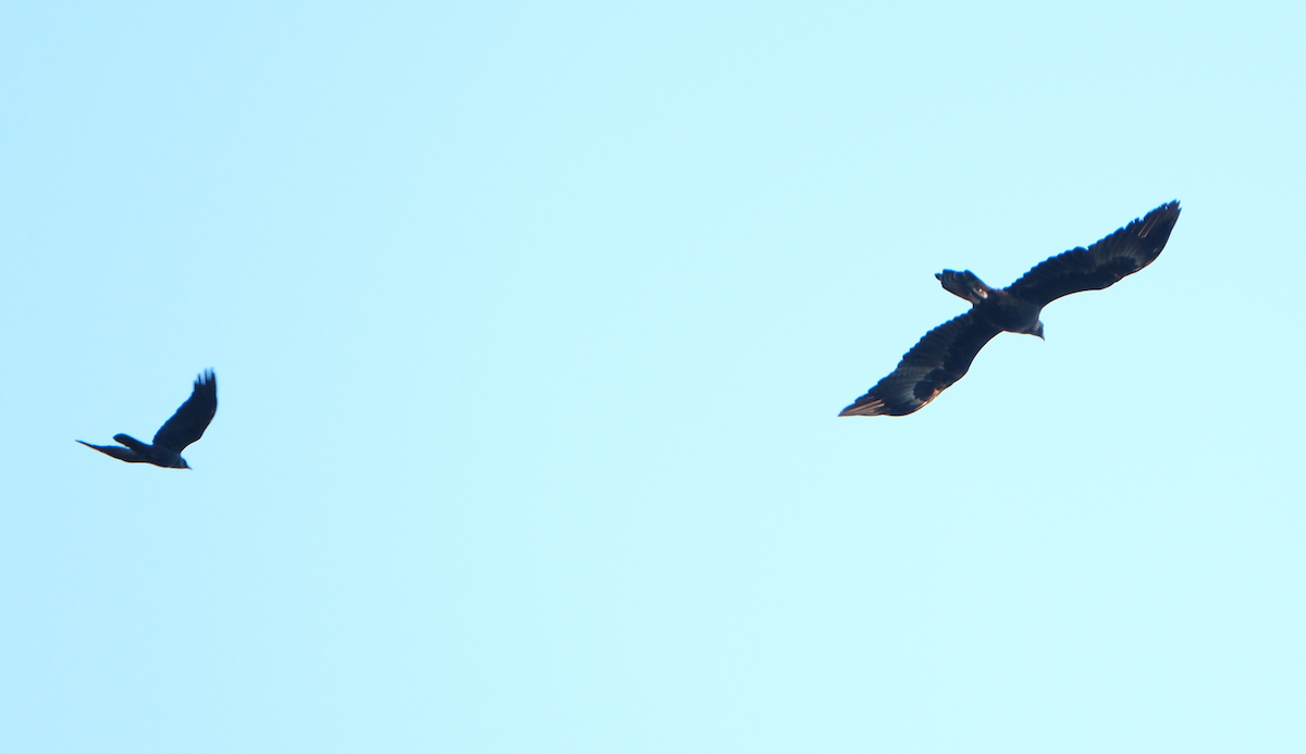 Wedge-tailed Eagle - ML620438551