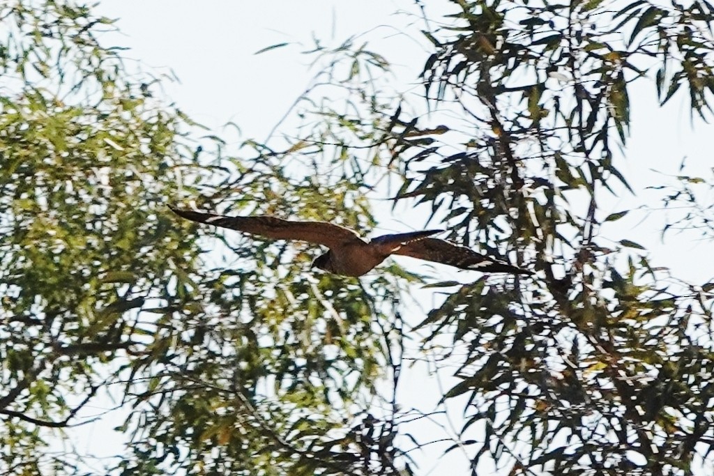 Spotted Nightjar - ML620438552