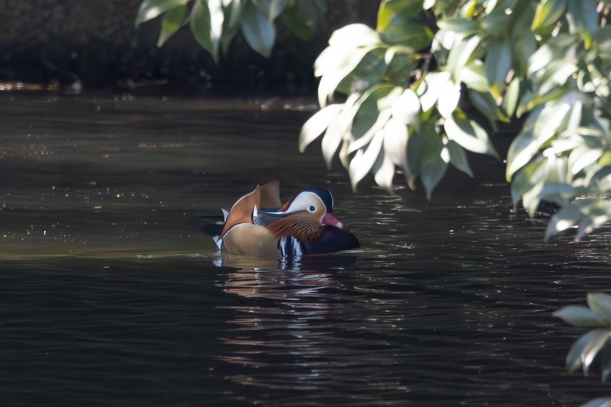 Mandarin Duck - ML620438555