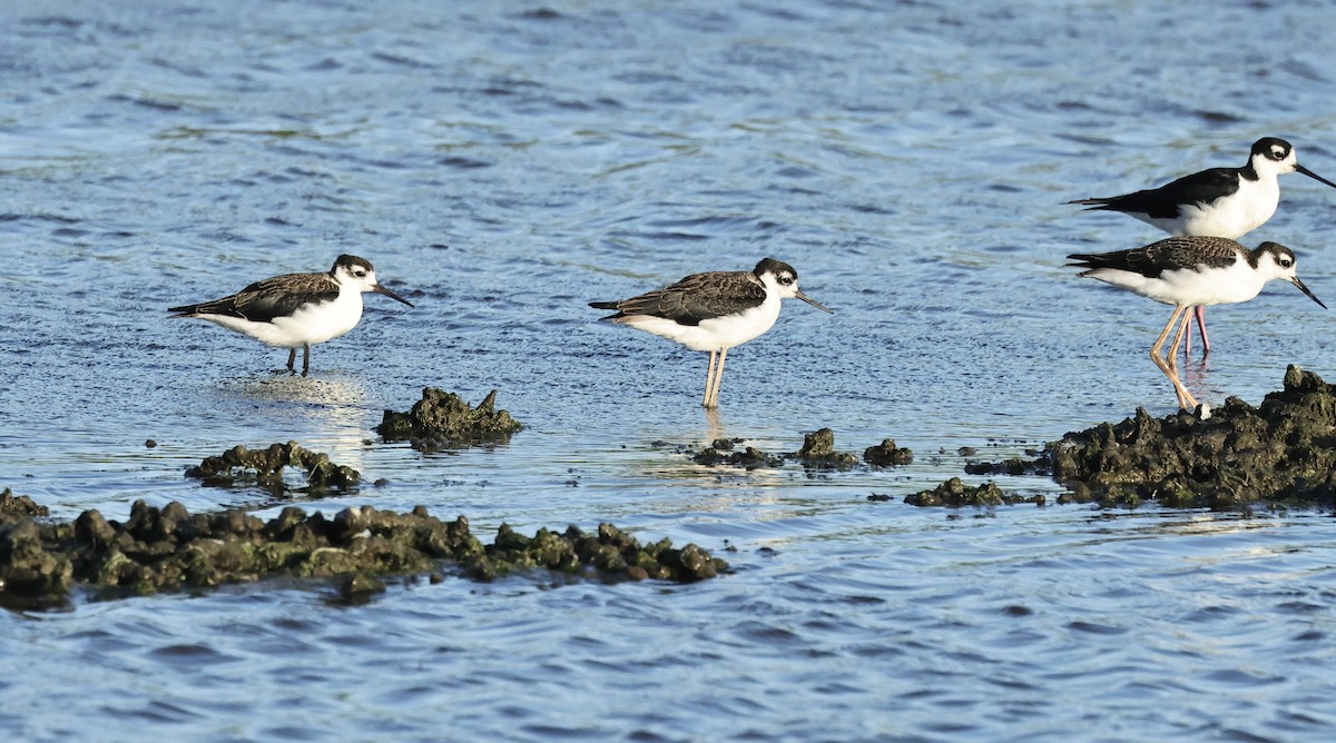 Black-necked Stilt - ML620438557