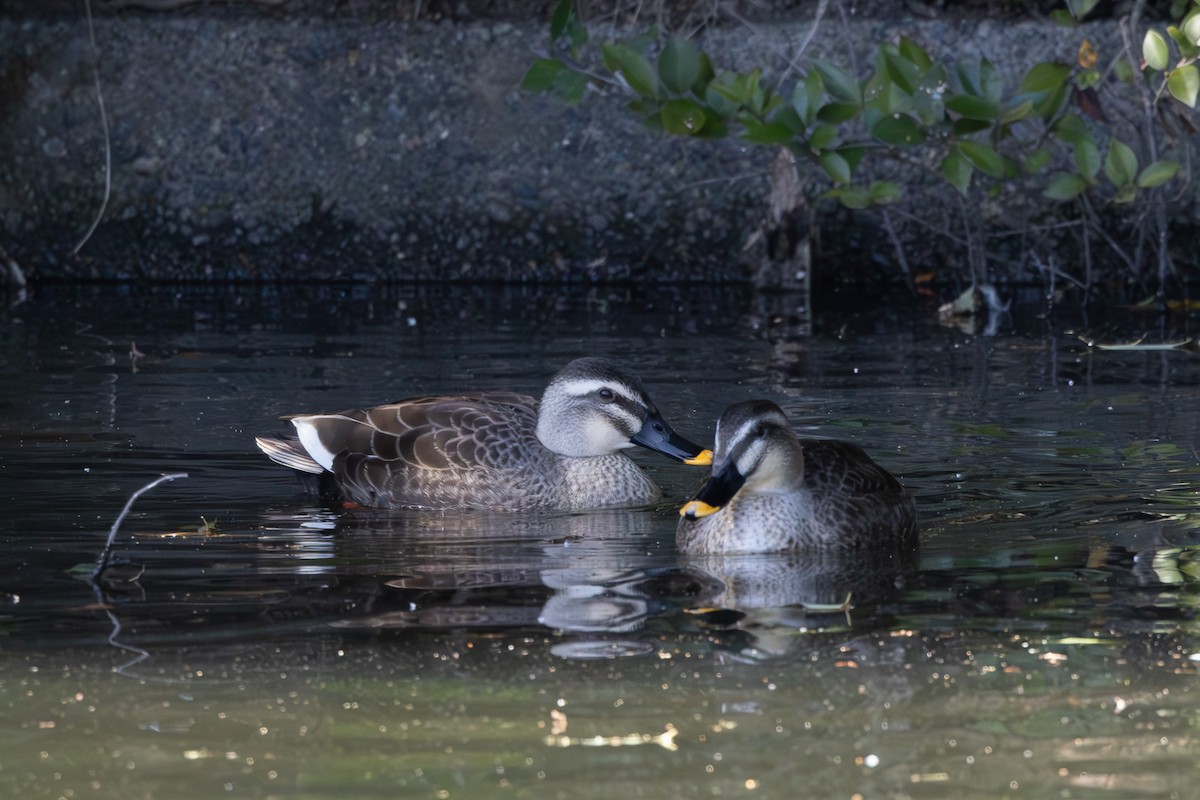 Eastern Spot-billed Duck - ML620438558