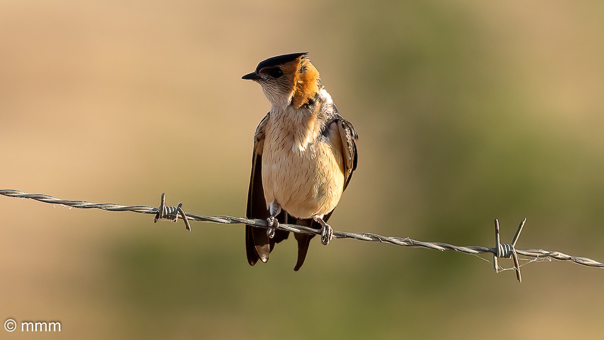 Red-rumped Swallow - ML620438561