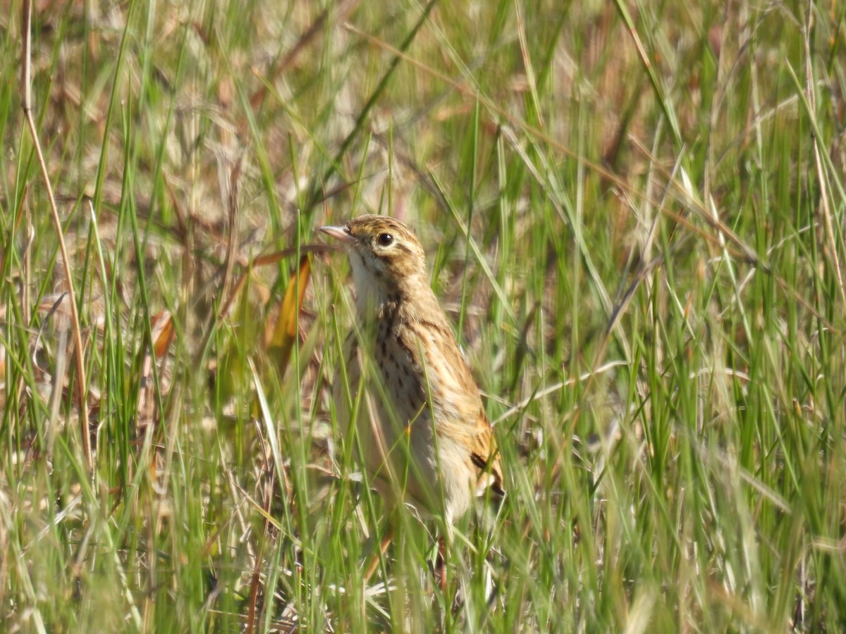 Bisbita Neozelandés (grupo australis) - ML620438562