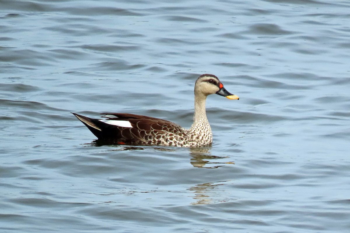 Canard à bec tacheté - ML620438563