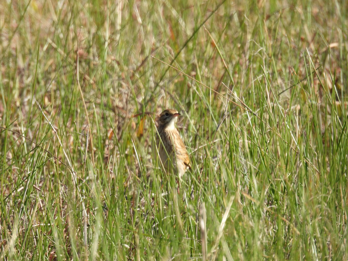 Bisbita Neozelandés (grupo australis) - ML620438564