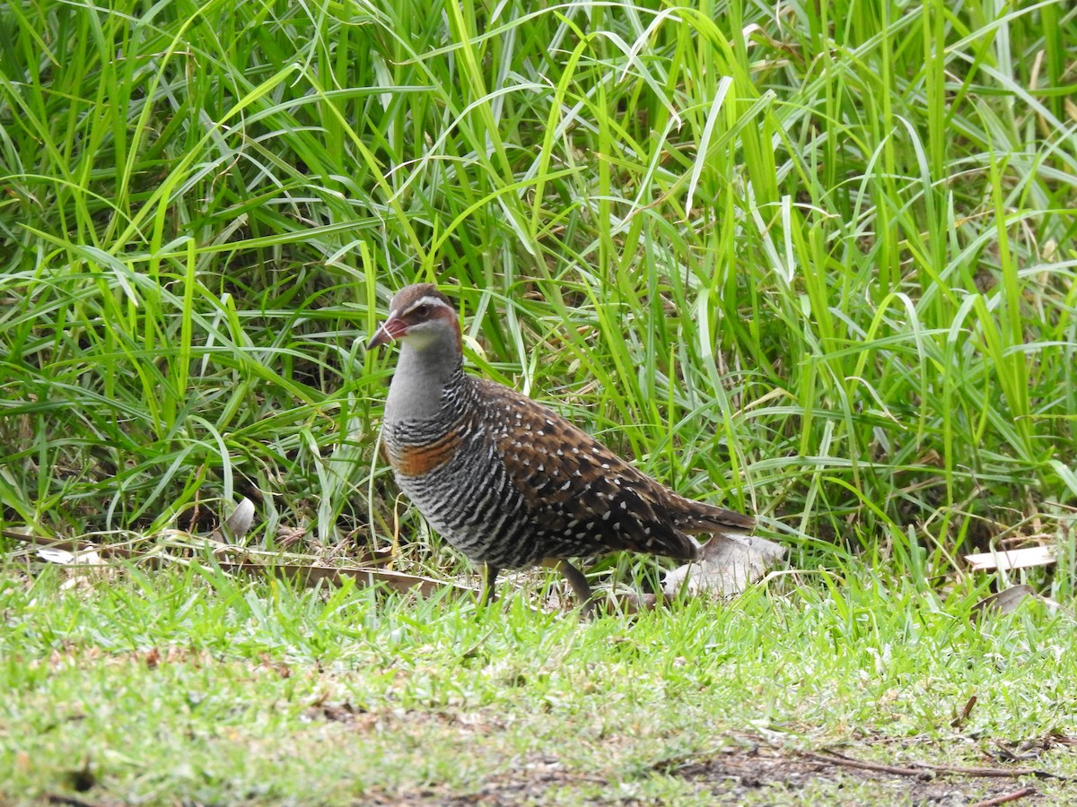 Buff-banded Rail - ML620438569