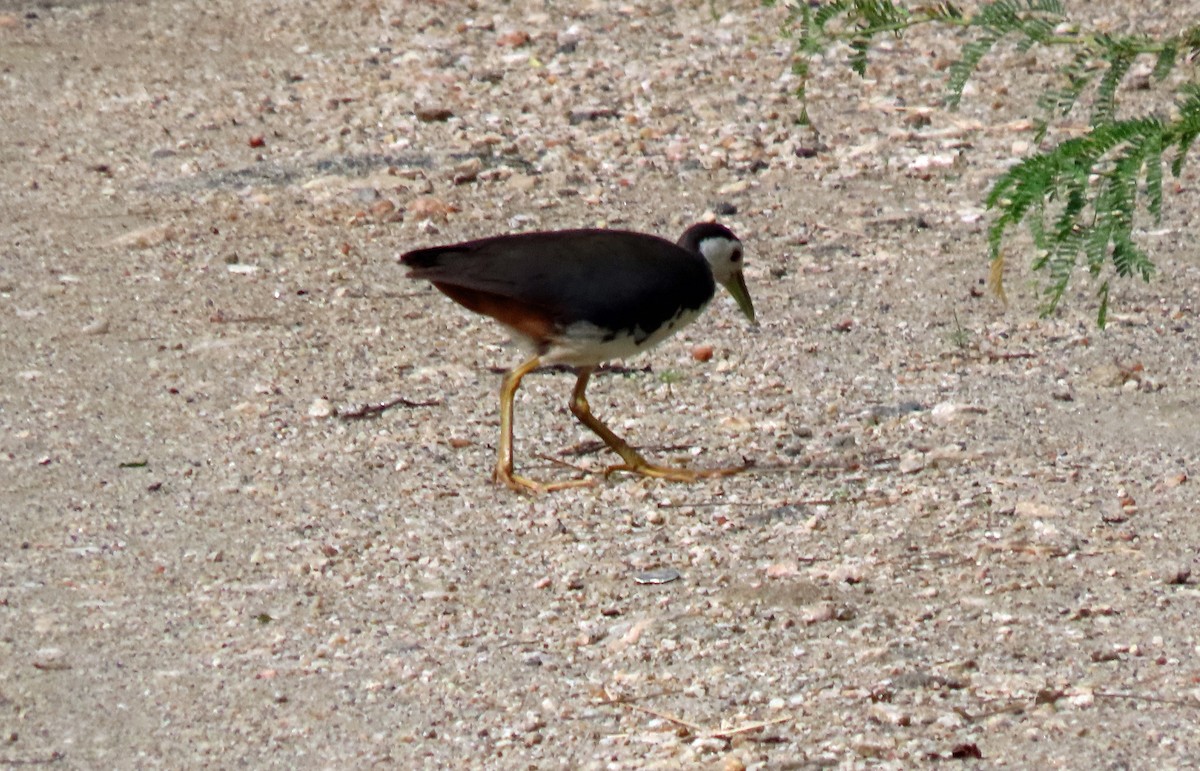 White-breasted Waterhen - ML620438571