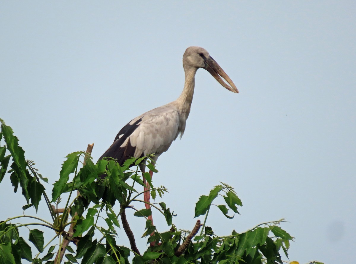 Asian Openbill - ML620438574