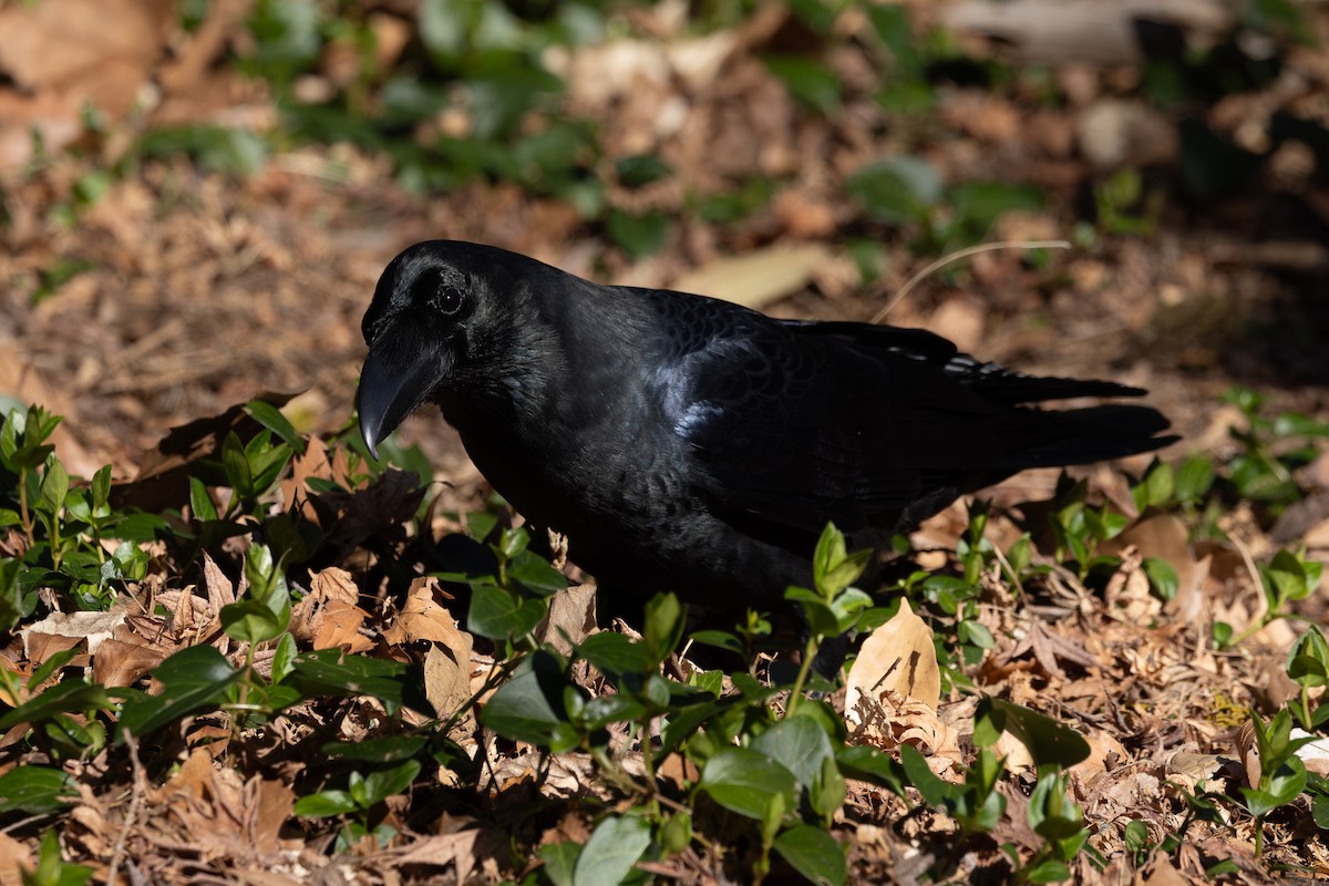 Large-billed Crow - ML620438576