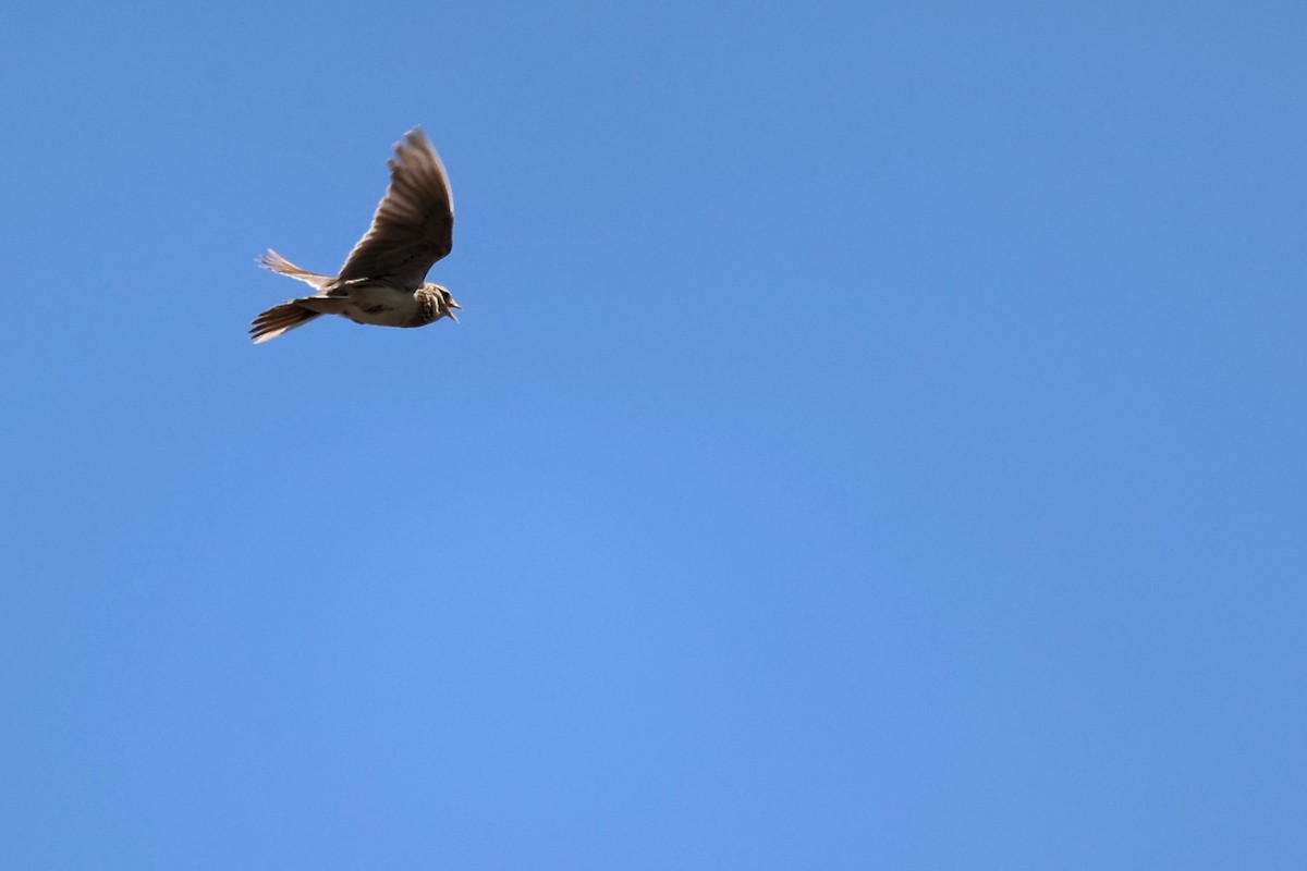 Eurasian Skylark - ML620438579