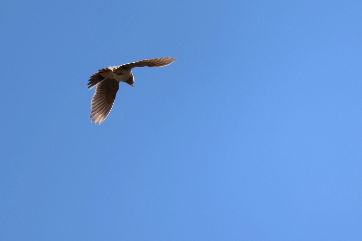 Eurasian Skylark - ML620438580