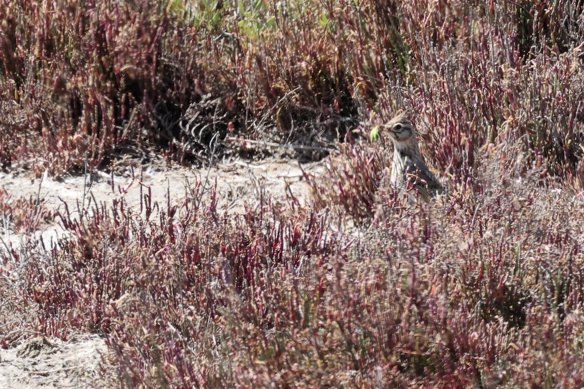 Crested Lark - ML620438583