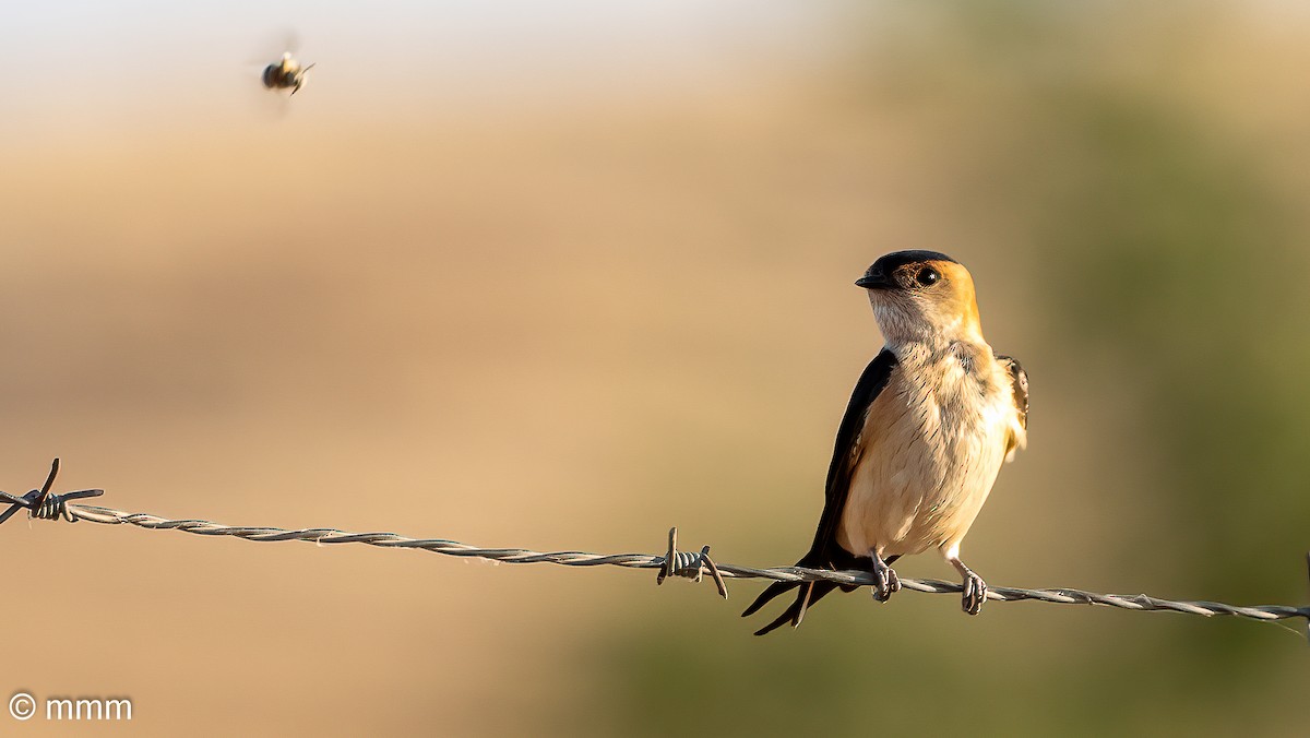 Red-rumped Swallow - ML620438584