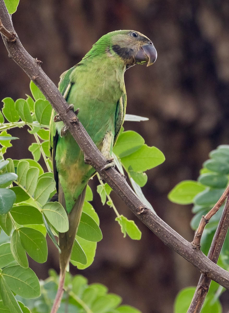 Red-breasted Parakeet - ML620438585