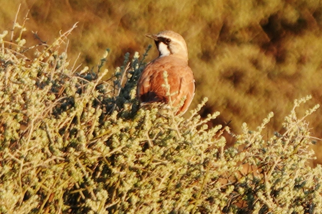 Cinnamon Quail-thrush - ML620438589