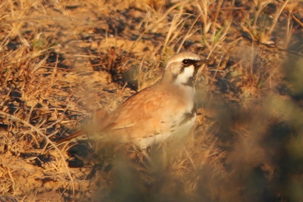 Cinnamon Quail-thrush - ML620438591