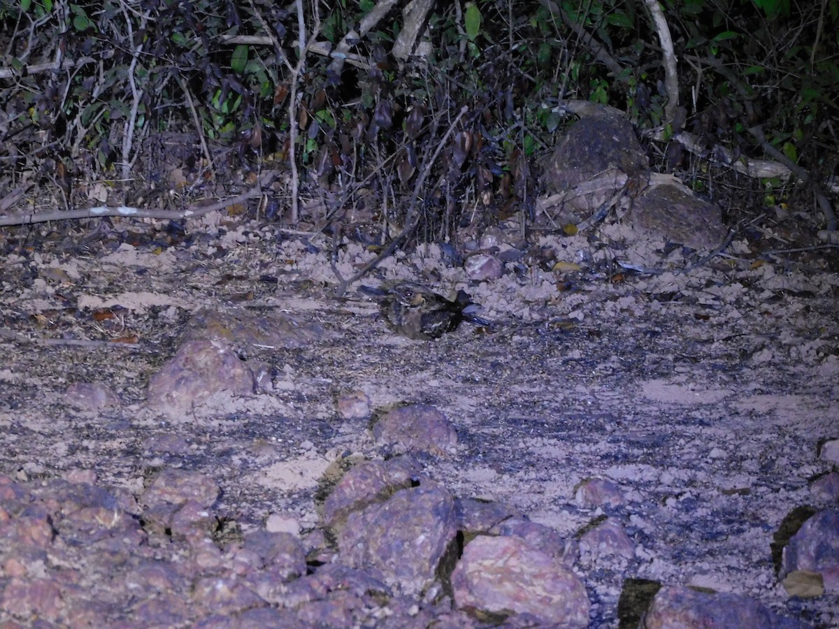 Indian Nightjar - Sushant Pawar