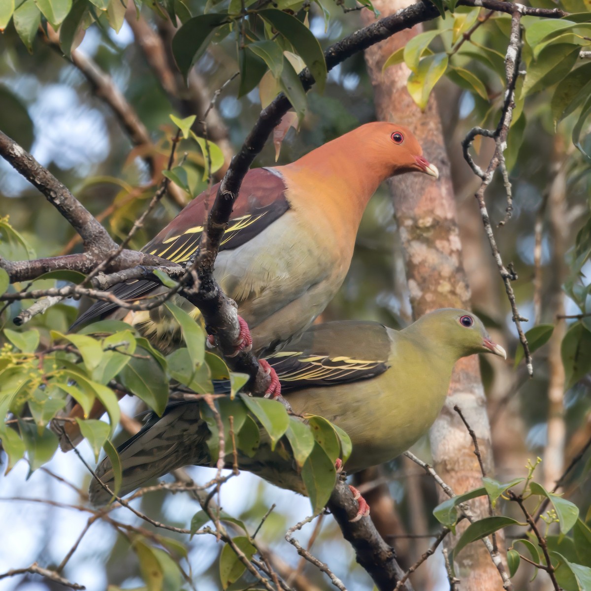 Cinnamon-headed Green-Pigeon - ML620438596