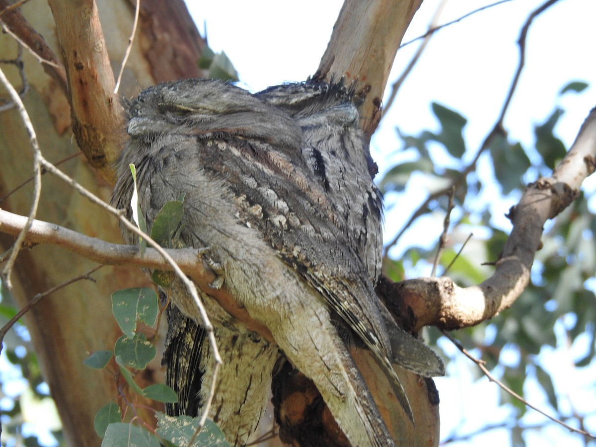 Tawny Frogmouth - ML620438597