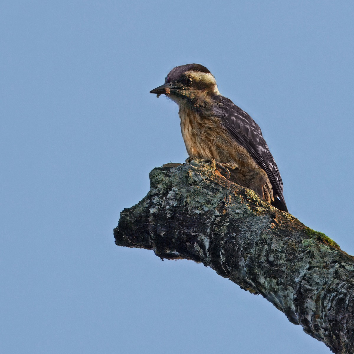 Gray-capped Pygmy Woodpecker - ML620438598