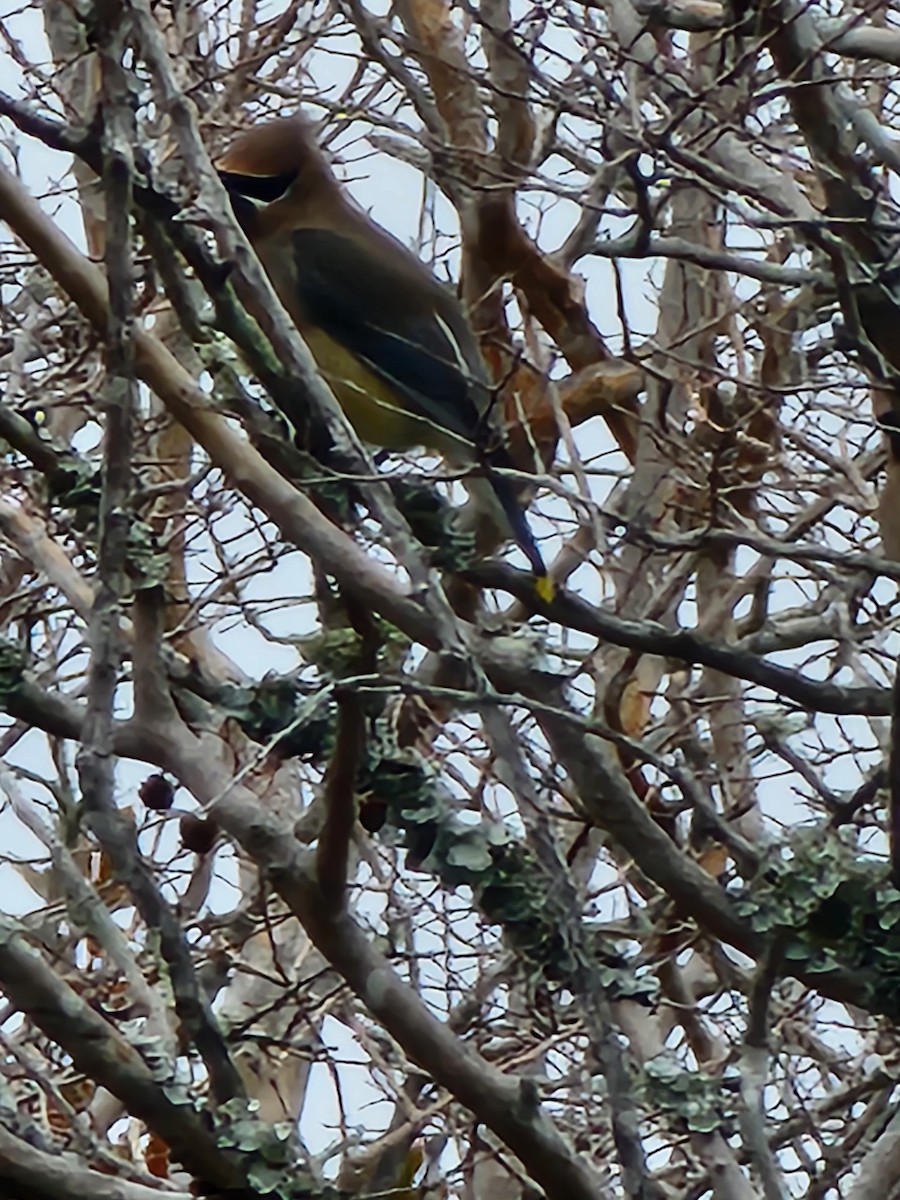 Cedar Waxwing - ML620438599