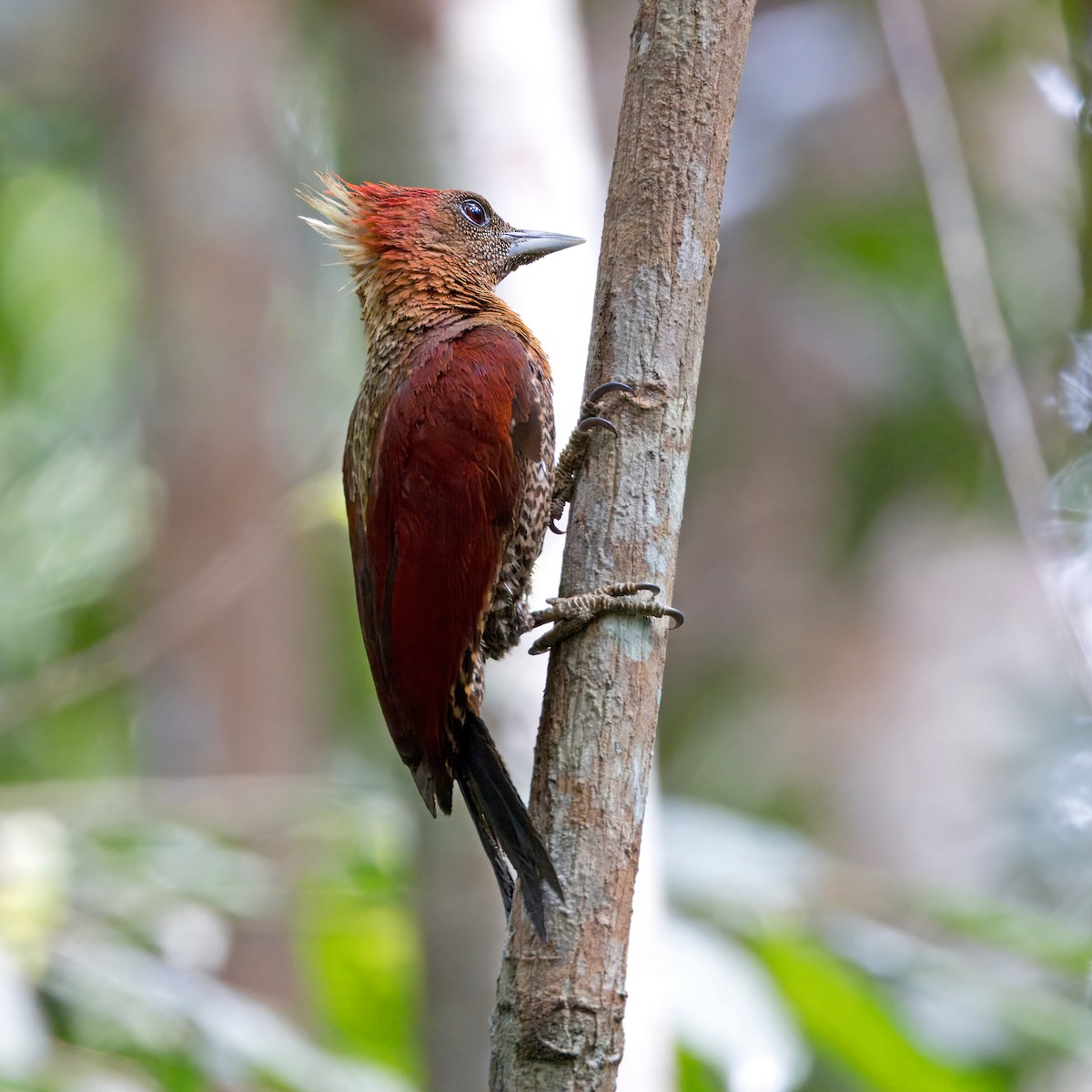 Banded Woodpecker - Ching Chai Liew