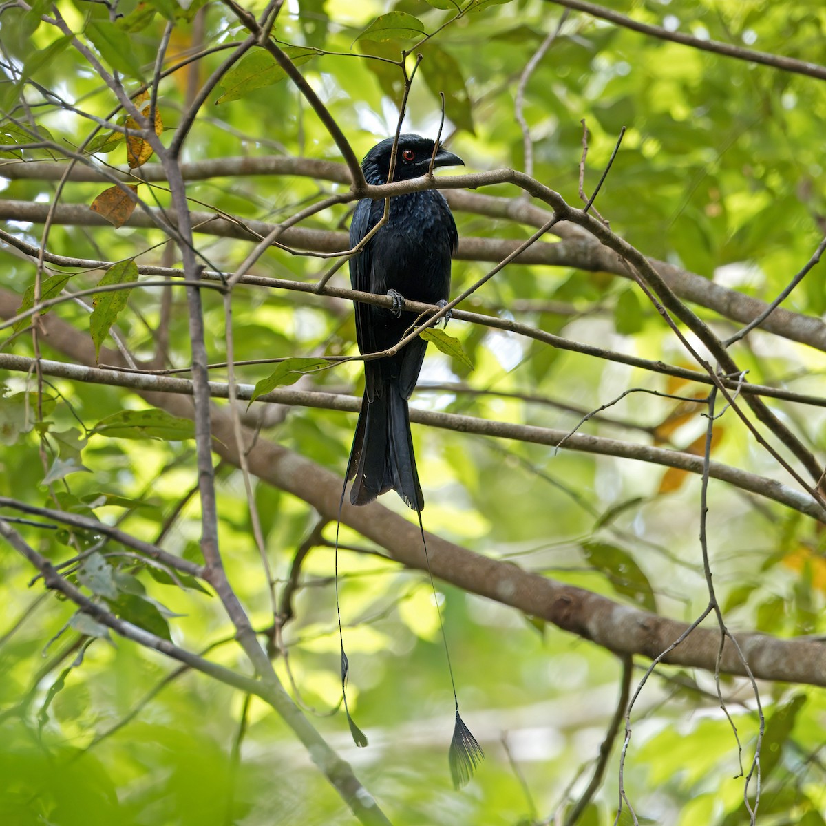 Greater Racket-tailed Drongo - ML620438605