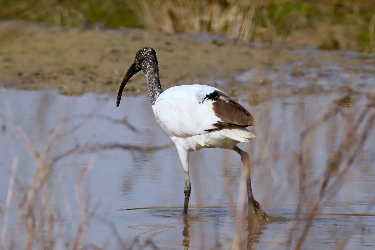 African Sacred Ibis - ML620438606