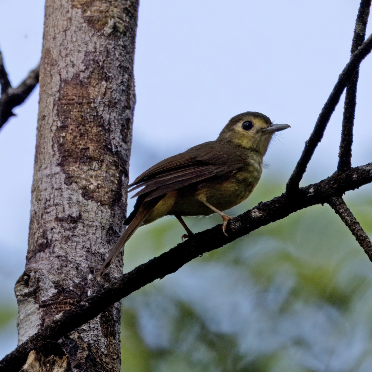 Bulbul chevelu - ML620438610