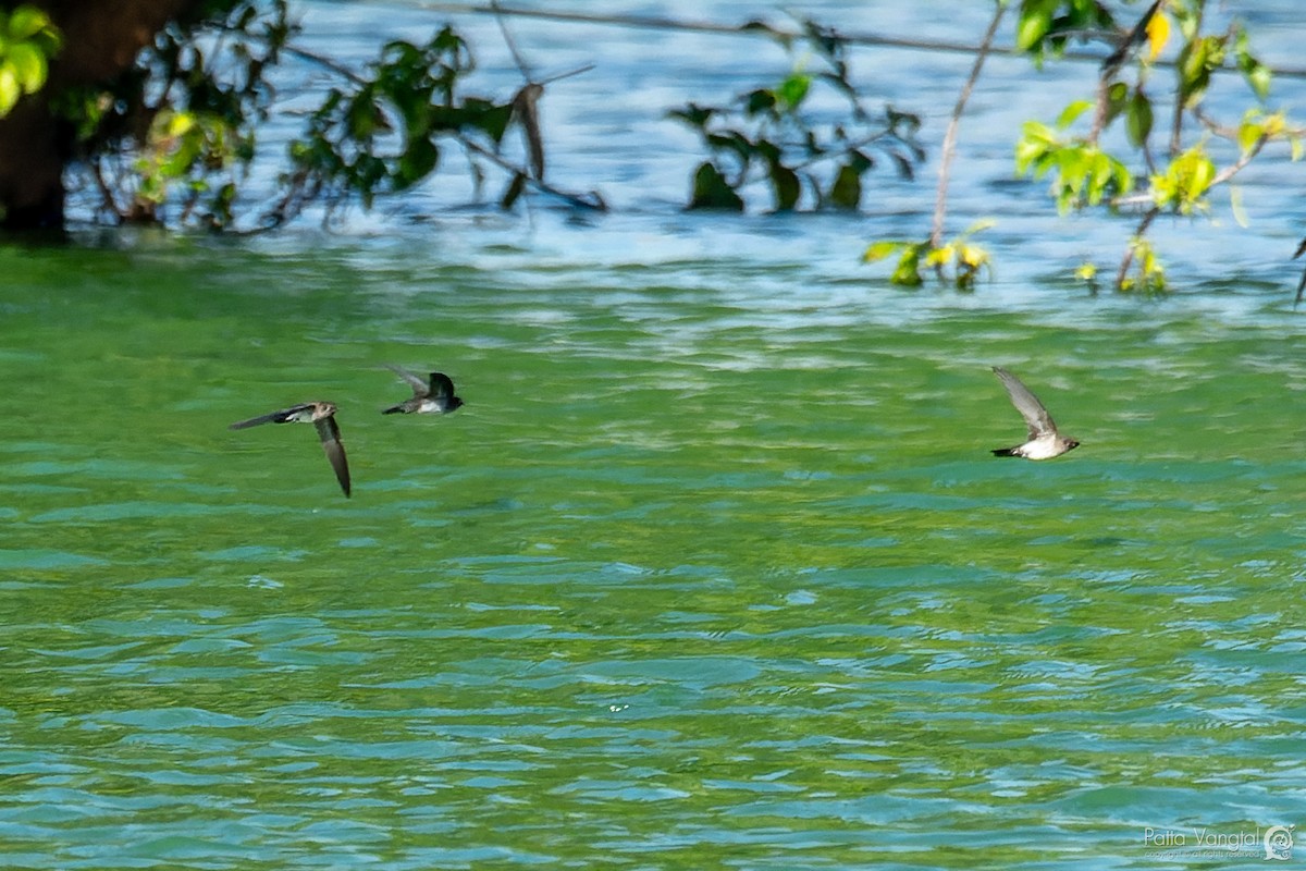 White-nest Swiftlet - ML620438612