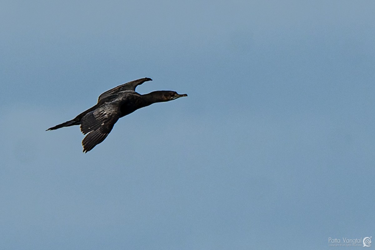 Little Black Cormorant - ML620438616