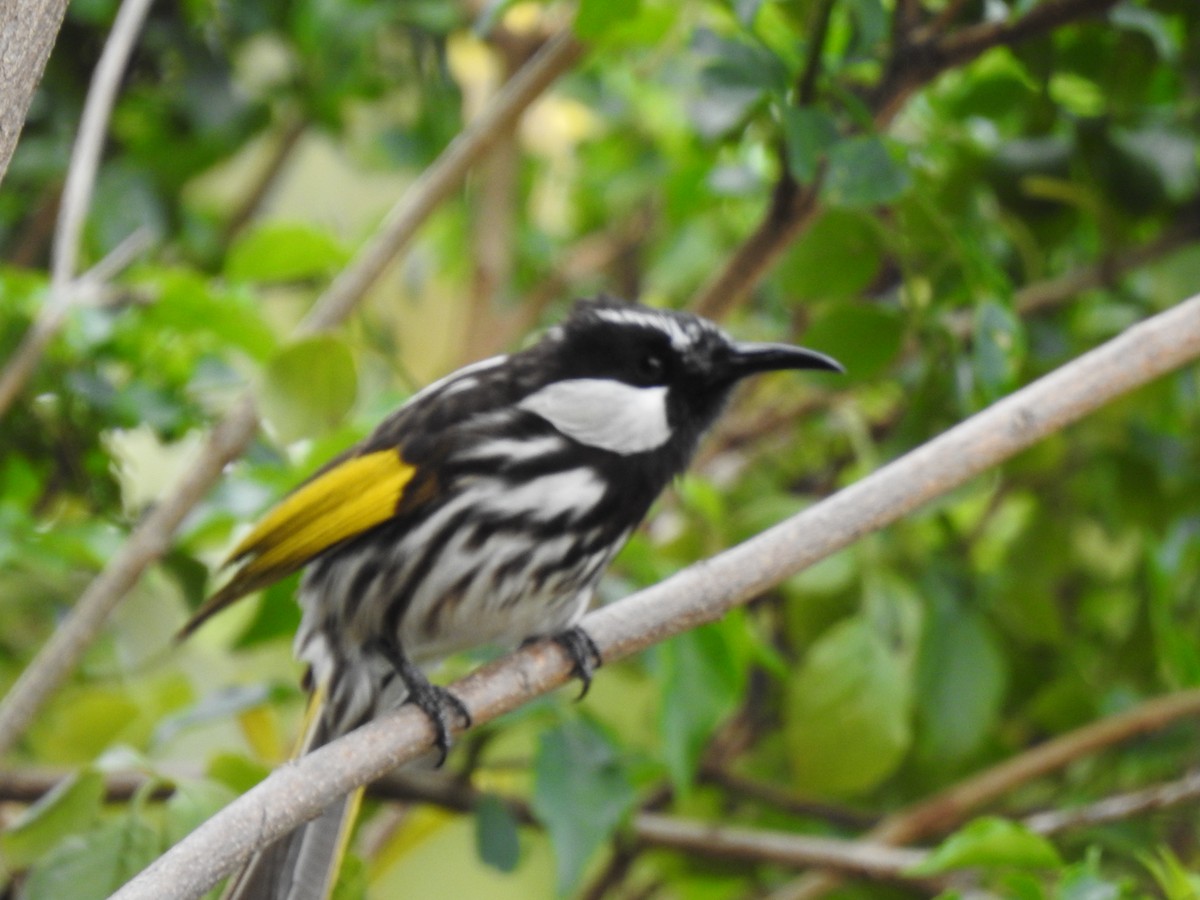 White-cheeked Honeyeater - ML620438624