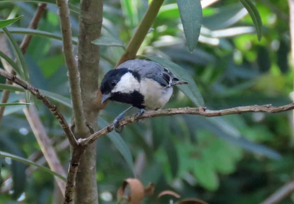 Cinereous Tit - ML620438626