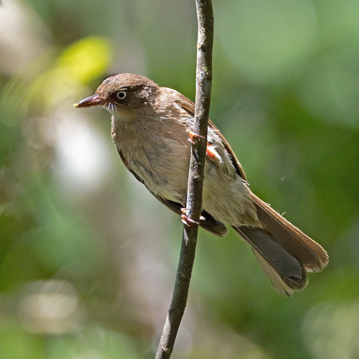 Cream-vented Bulbul - ML620438628