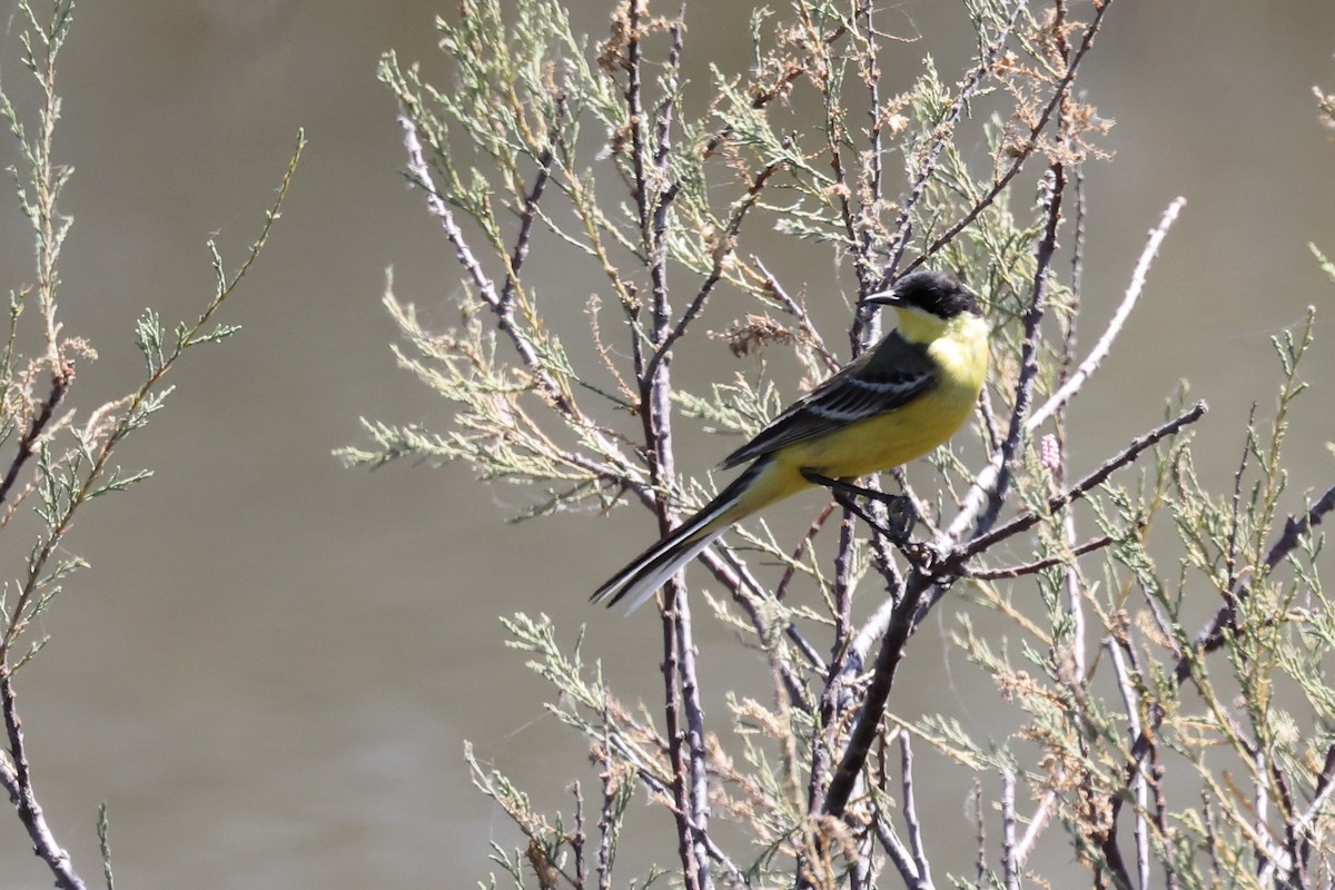 Western Yellow Wagtail - ML620438630