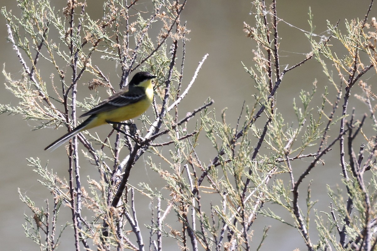 Western Yellow Wagtail - ML620438631