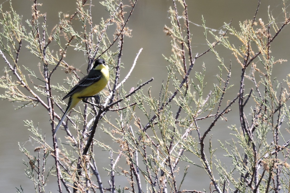 Western Yellow Wagtail - ML620438632