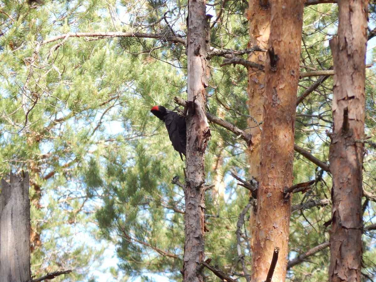 Black Woodpecker - Тимофей Рыбаков