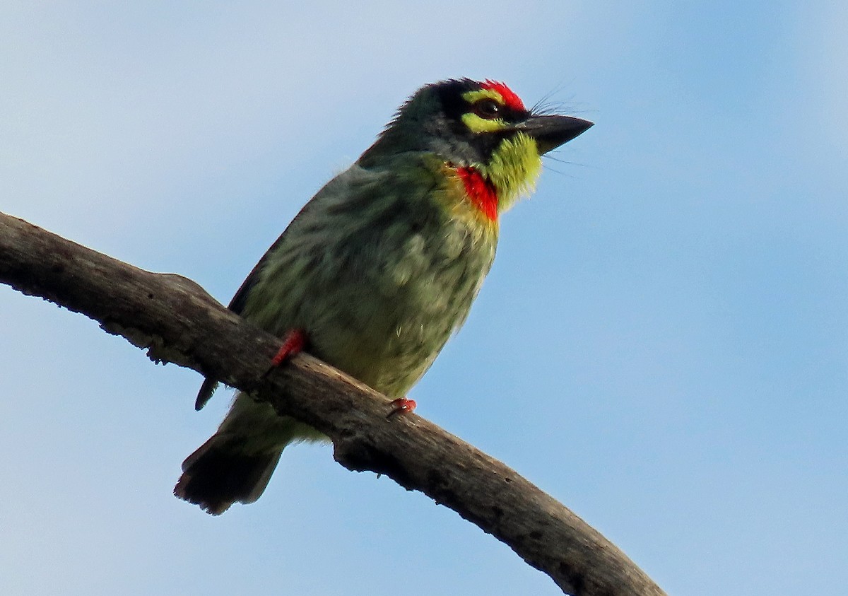 Coppersmith Barbet - ML620438640