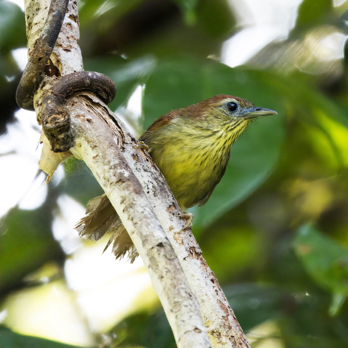 Pin-striped Tit-Babbler - ML620438643