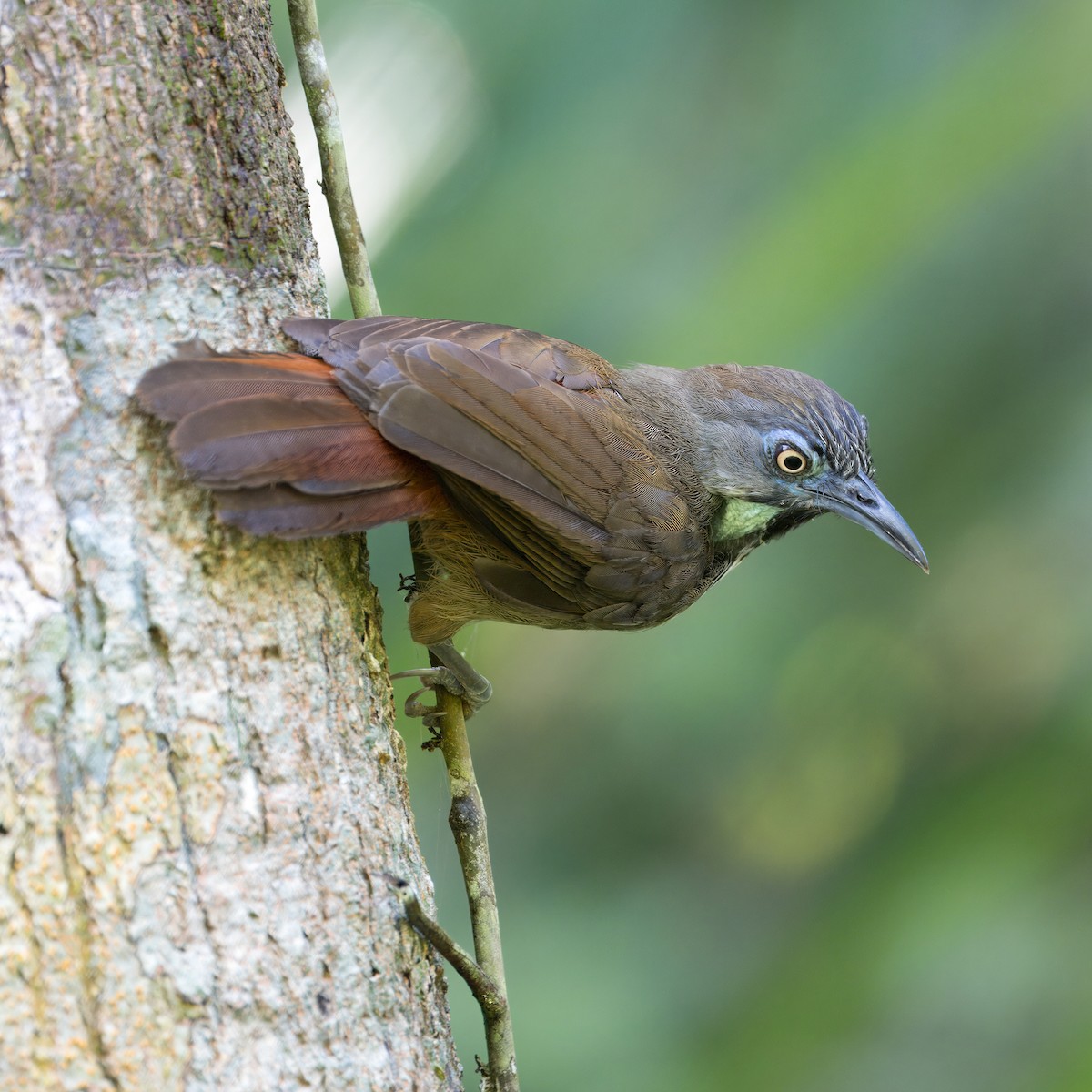 Chestnut-rumped Babbler - ML620438646