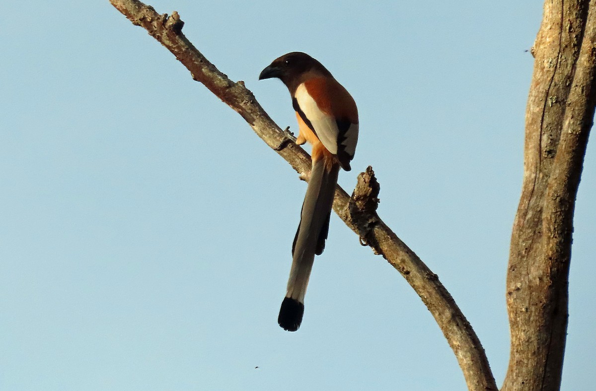 Rufous Treepie - ML620438648